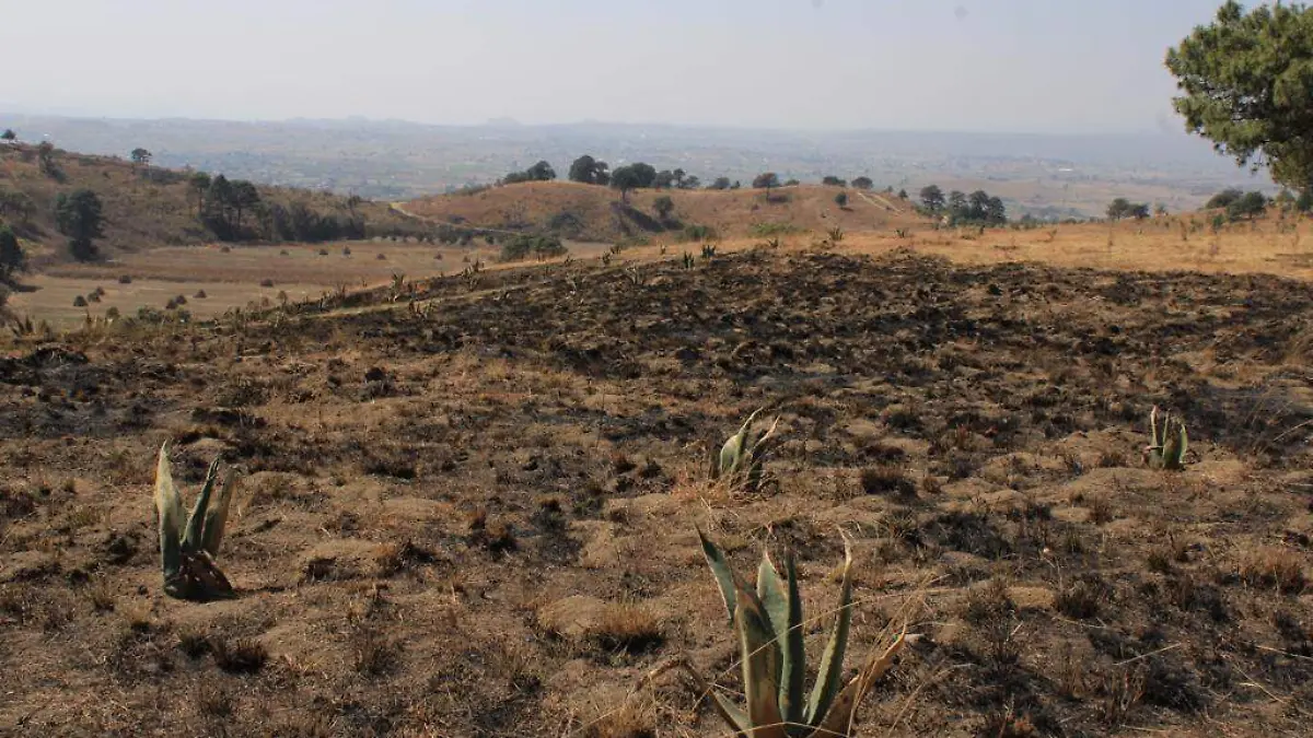 Cerro Zapotecas, de área natural protegida, a tierra de conflicto